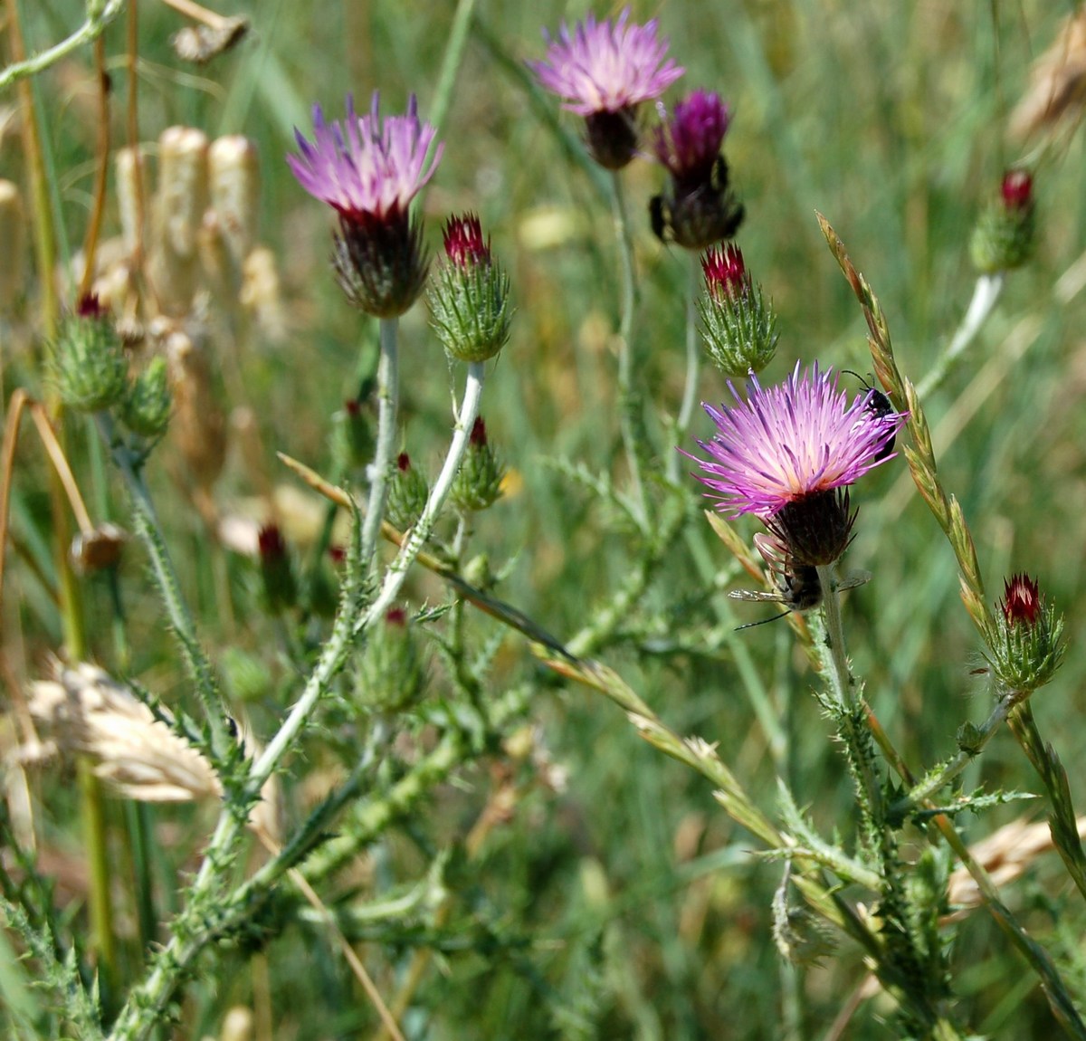Composite spinose da Monte Pallano (CH) Abruzzo